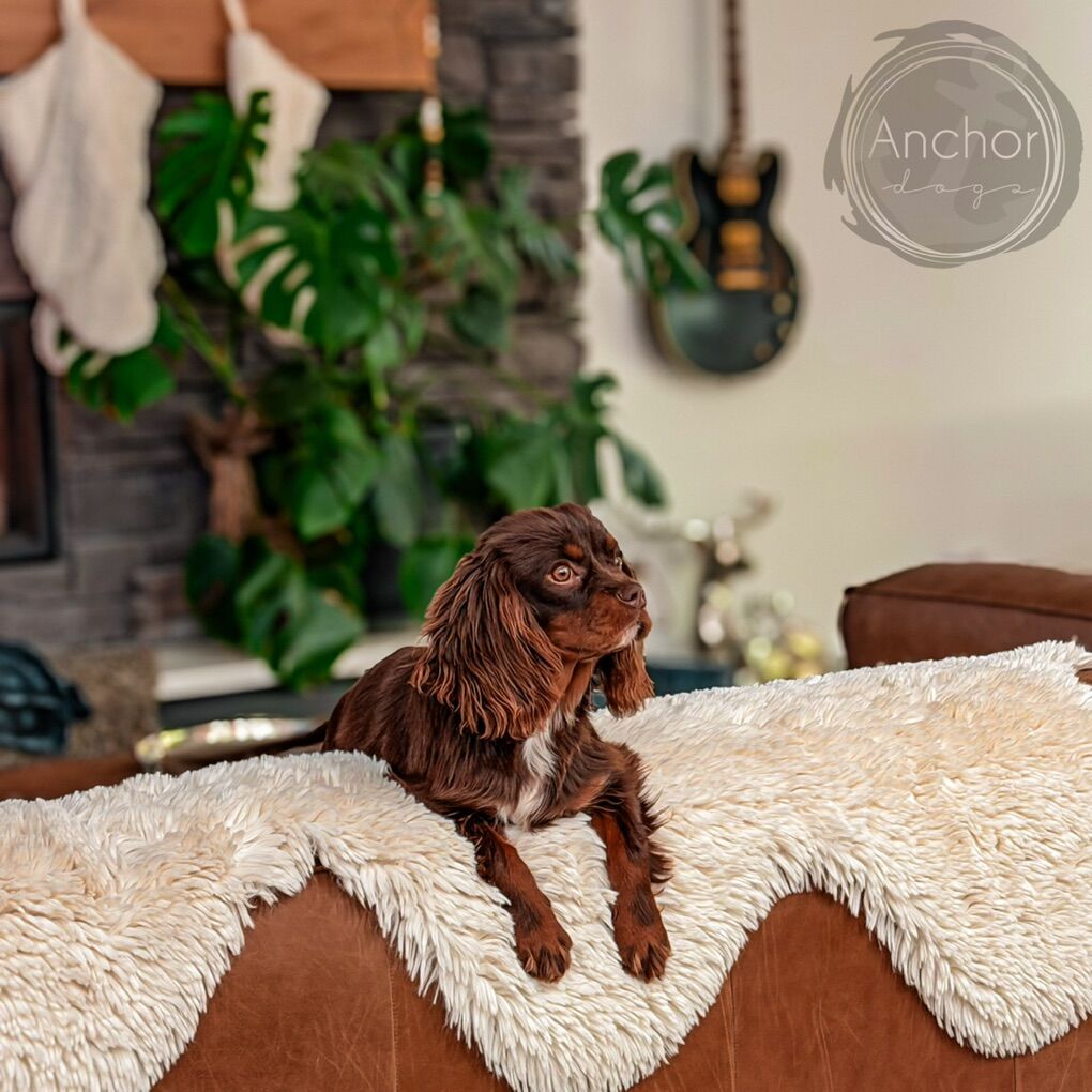 The Most Stunning Akc king charles cavalier