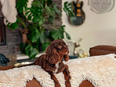 The Most Stunning Akc king charles cavalier