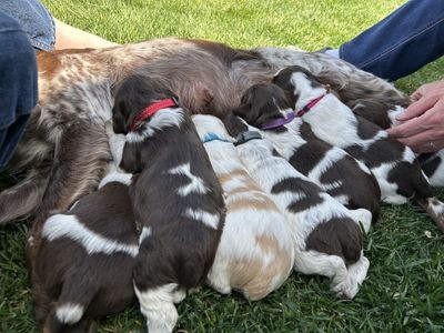 AKC Brittany Puppies