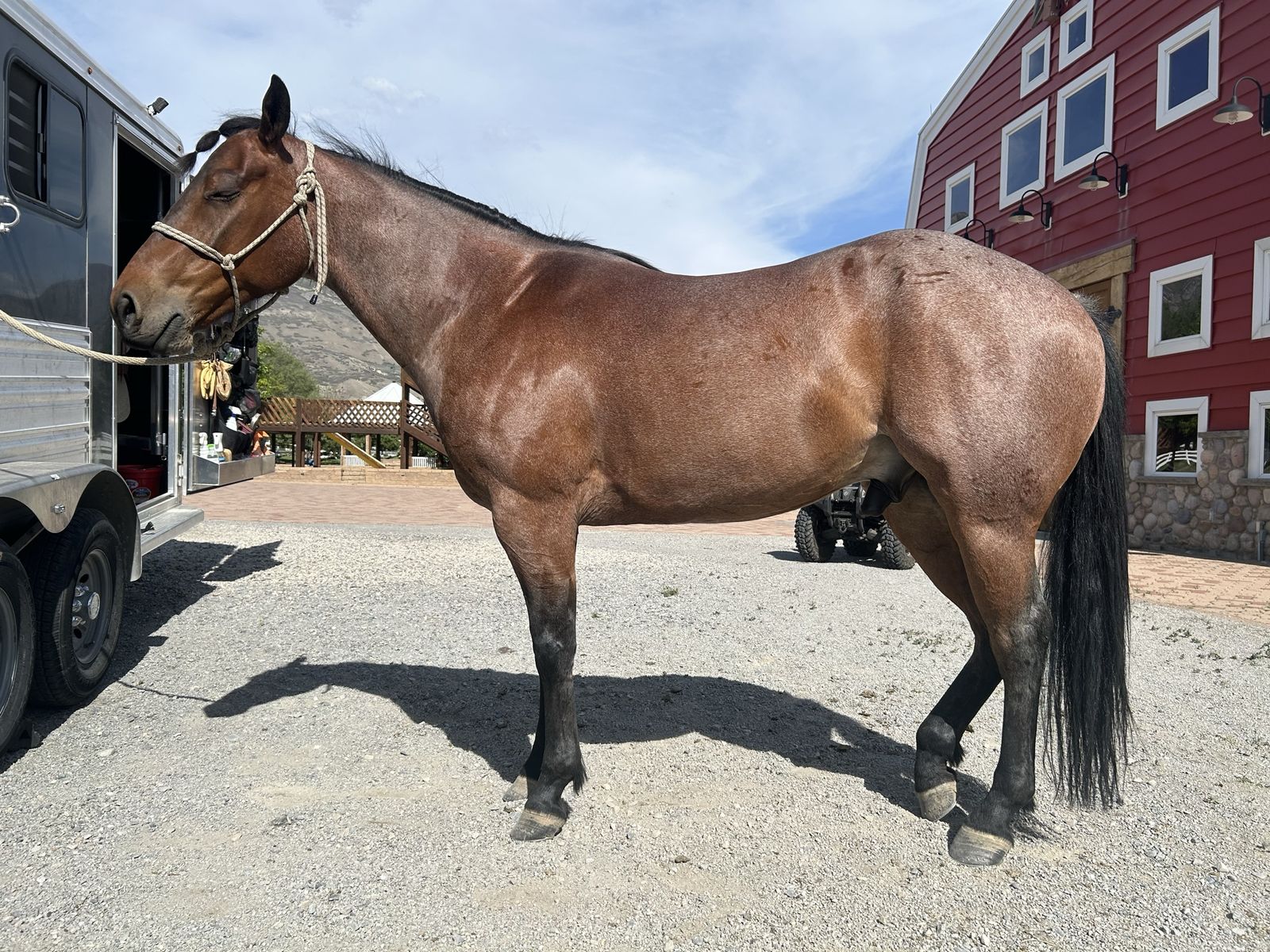 5 year old registered AQHA Bay Roan Gelding
