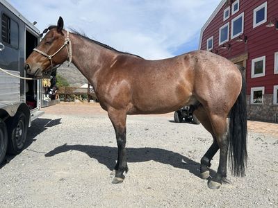 5 year old registered AQHA Bay Roan Gelding