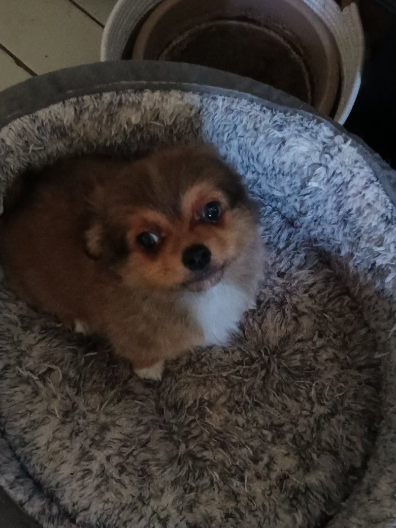 Chihuahua puppies