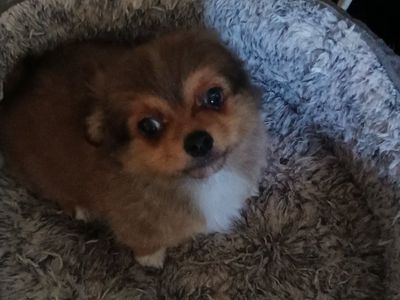 Chihuahua puppies