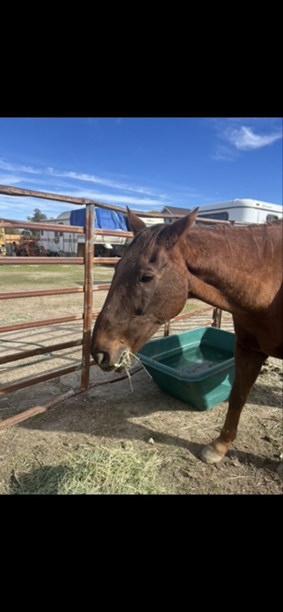 Kids/lesson horse