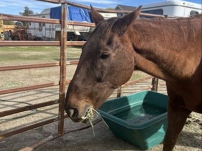 Kids/lesson horse