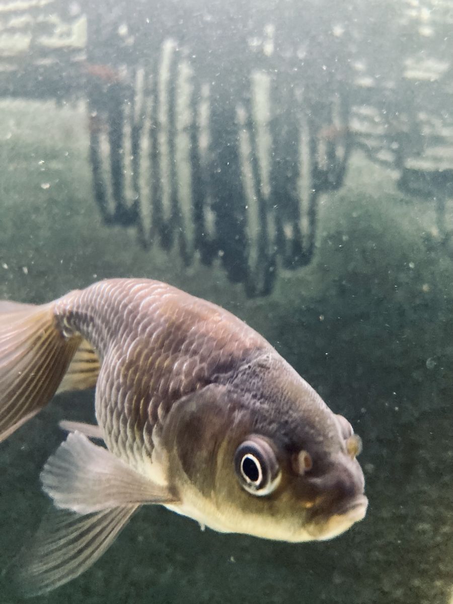 Fancy Goldfish - Blue Eggfish 1 year old
