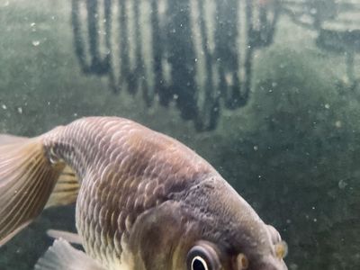 Fancy Goldfish - Blue Eggfish 1 year old