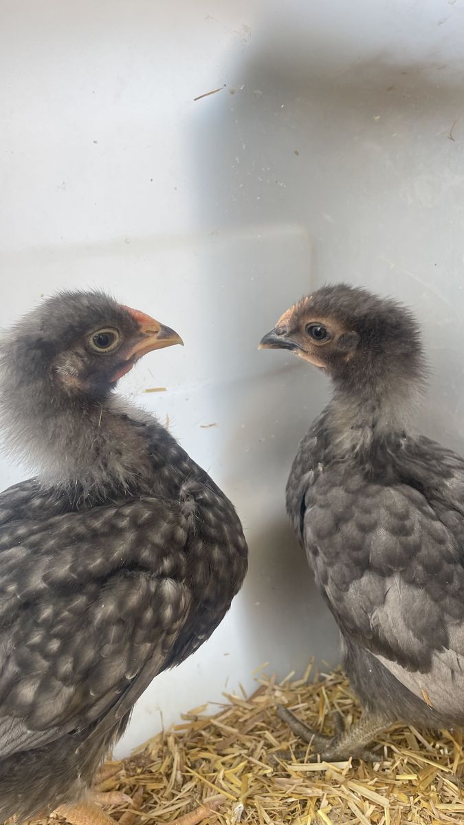 Chicks