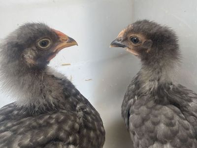 Chicks