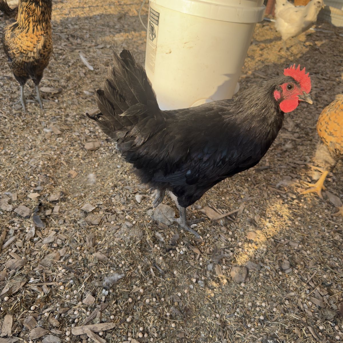 Stunning Black Austrolorp Rooster