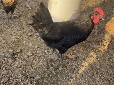 Stunning Black Austrolorp Rooster