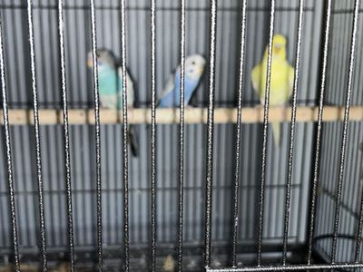 Young rare parakeets pairs