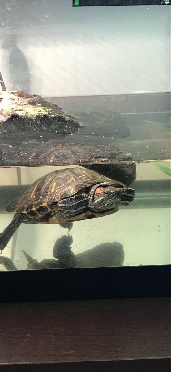 Red eared slider with tank and supplies