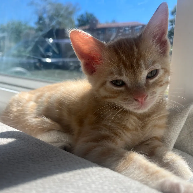 Hello my name is Olympia