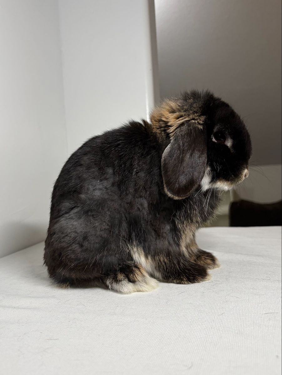 Otter Holland Lop Buck