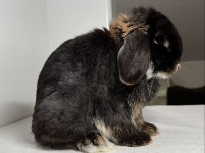 Otter Holland Lop Buck