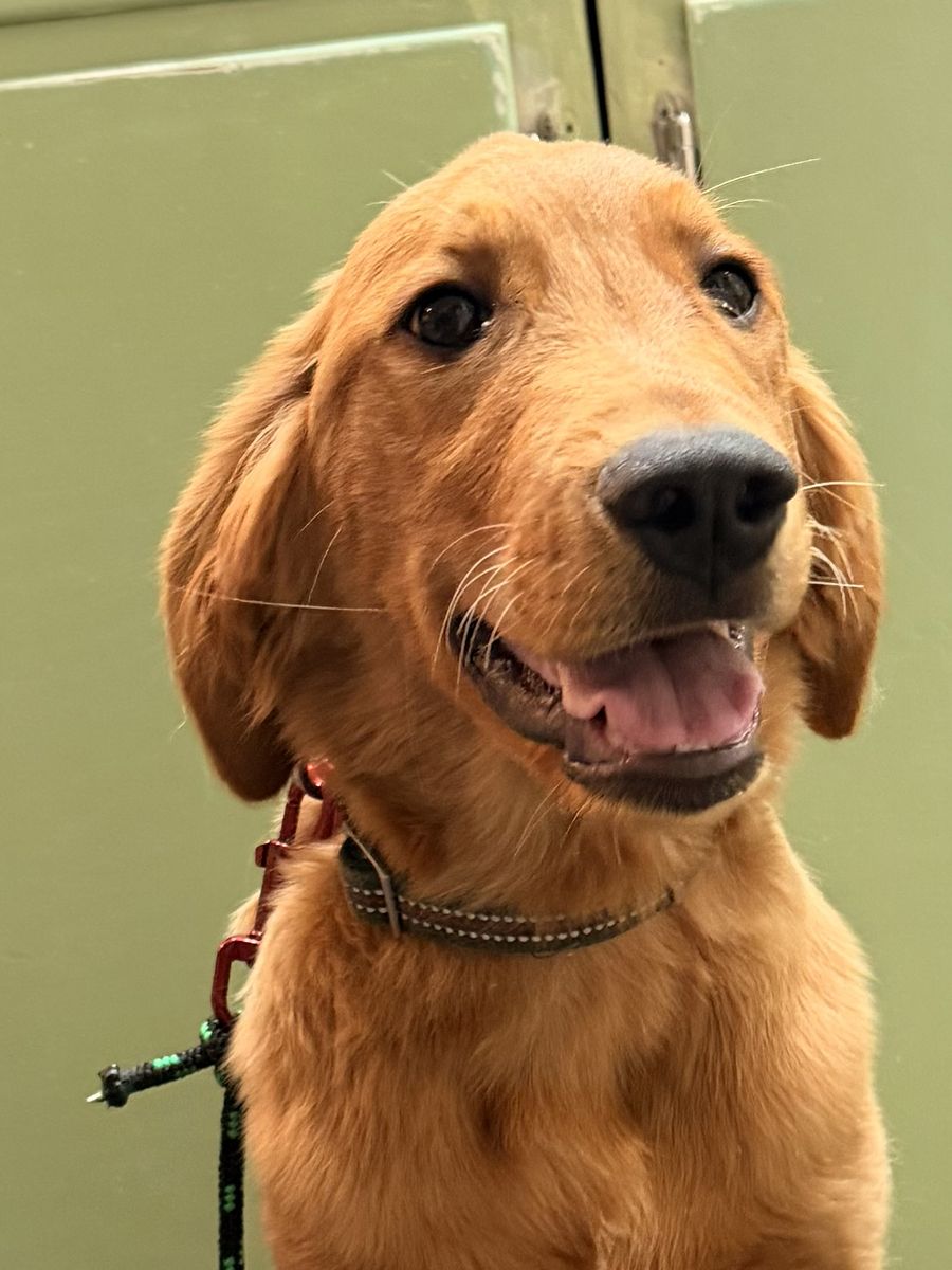 AKC Golden Retriever TRAINED service therapy ESA lab Labrador