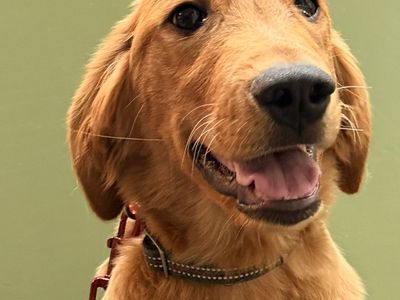 AKC Golden Retriever TRAINED service therapy ESA lab Labrador
