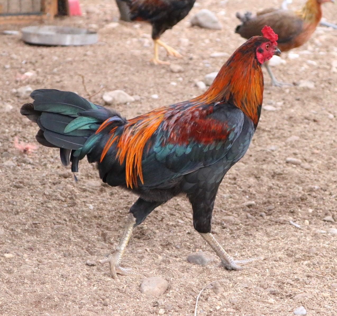 Main image 2