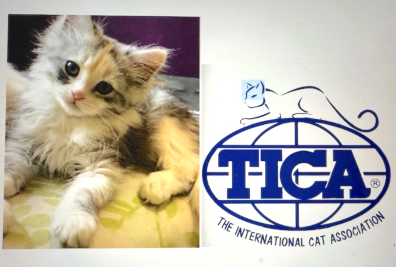 Hypoallergenic Siberian Kittens,READY: 5/19, 7/6, 7/18. TICA. Registered! We are: Siberian Cats of Utah - NADEIJDA CATTERY