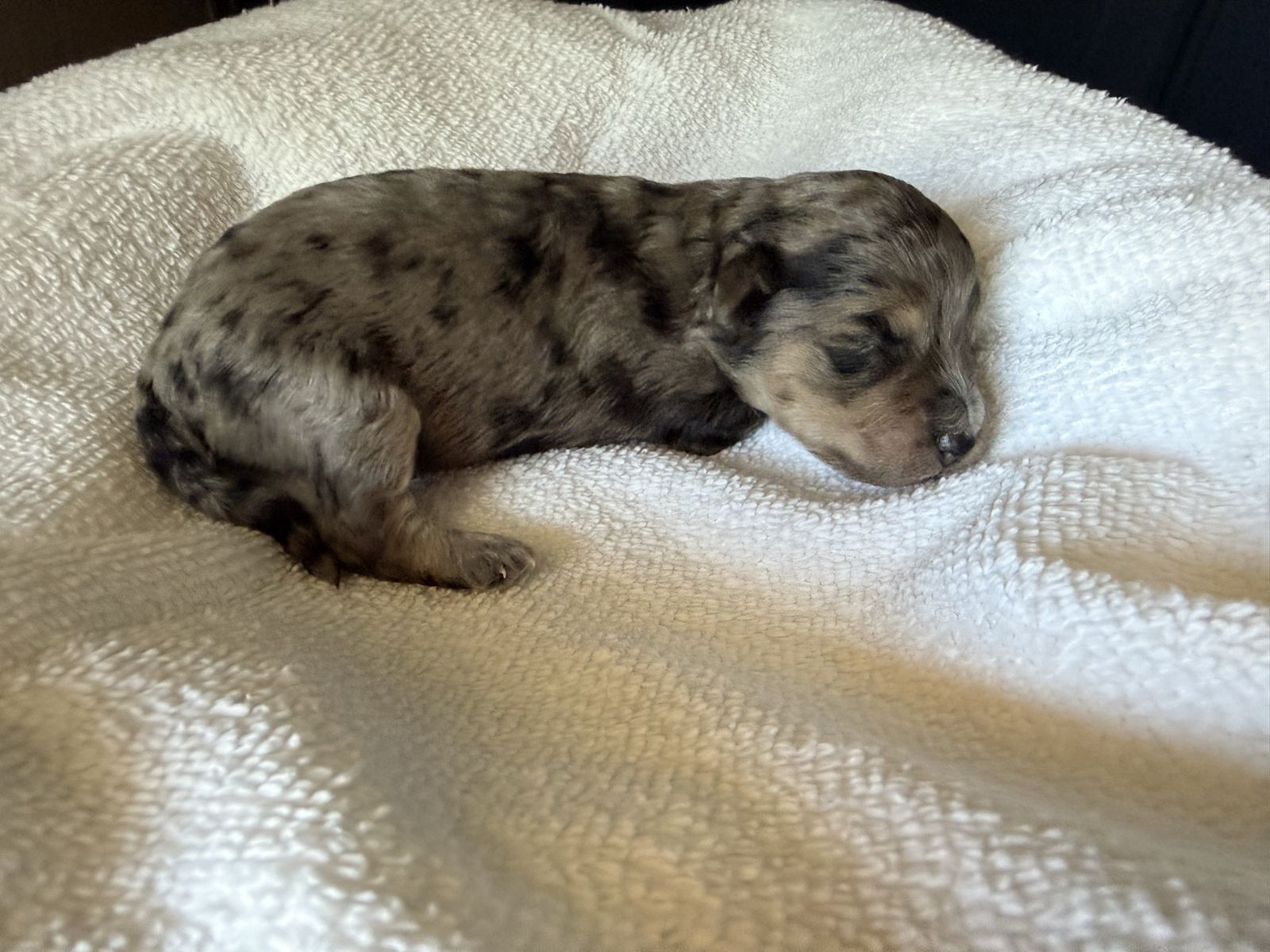 Adorable Yorkipoo Puppies - 5 Boys & 1 Girl - Hypoallergenic & Non-Shedding