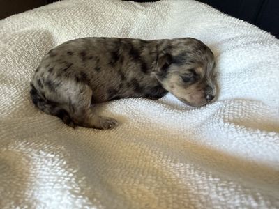 Adorable Yorkipoo Puppies - 5 Boys & 1 Girl - Hypoallergenic & Non-Shedding