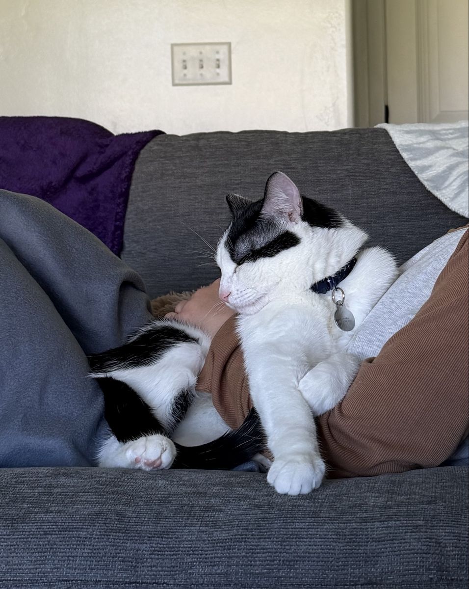 FREE CAT