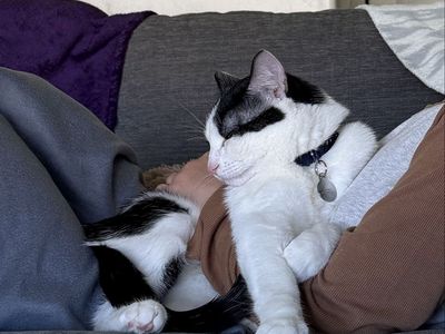 FREE CAT
