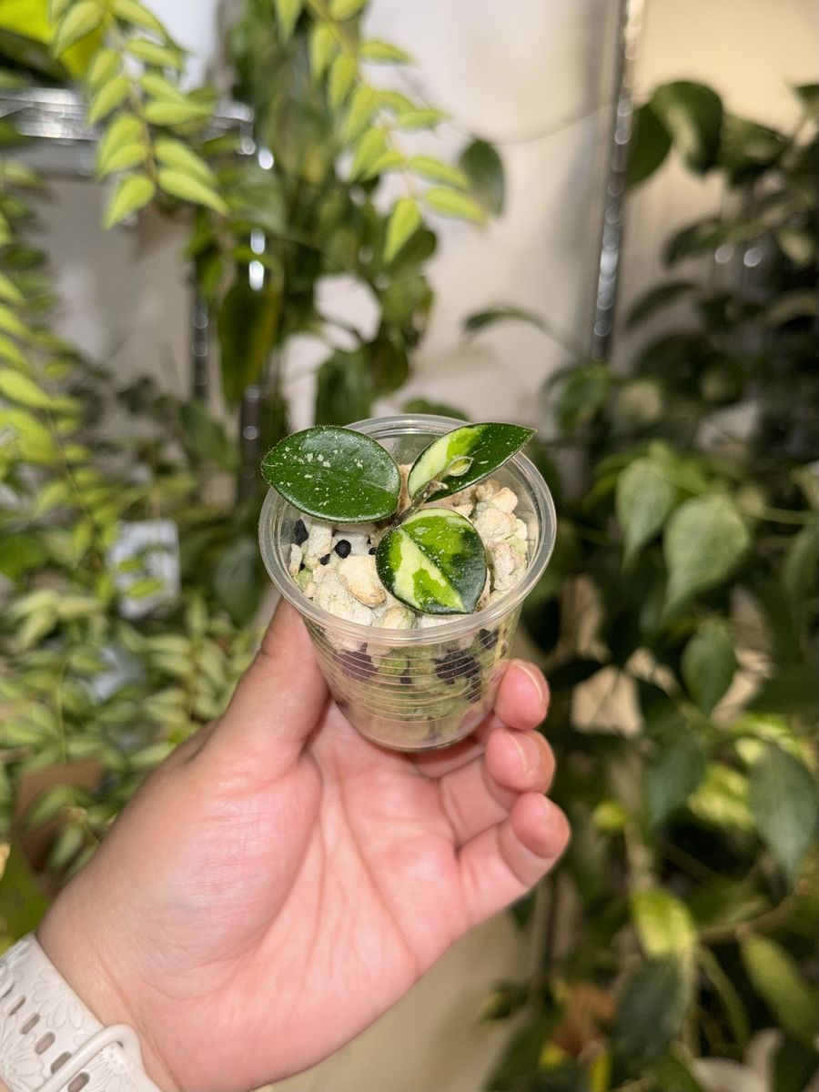 Hoya 'Mathilde' (inner variegated) - Plant