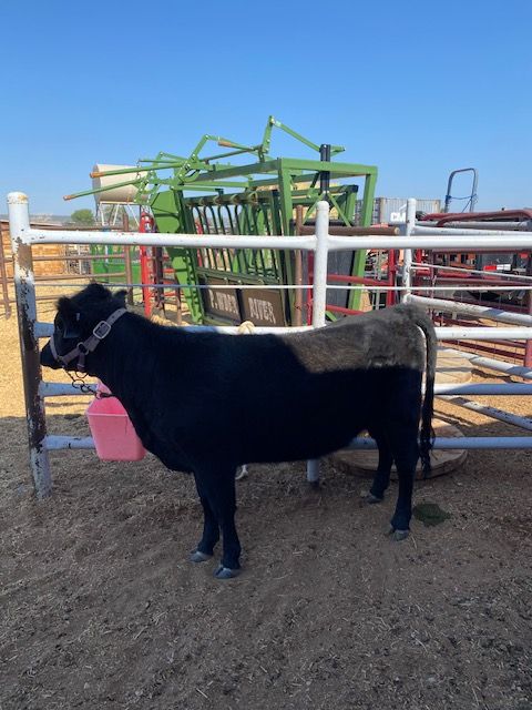 REGISTERED DEXTER HEIFER, 14 MONTHS