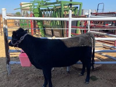 REGISTERED DEXTER HEIFER, 14 MONTHS