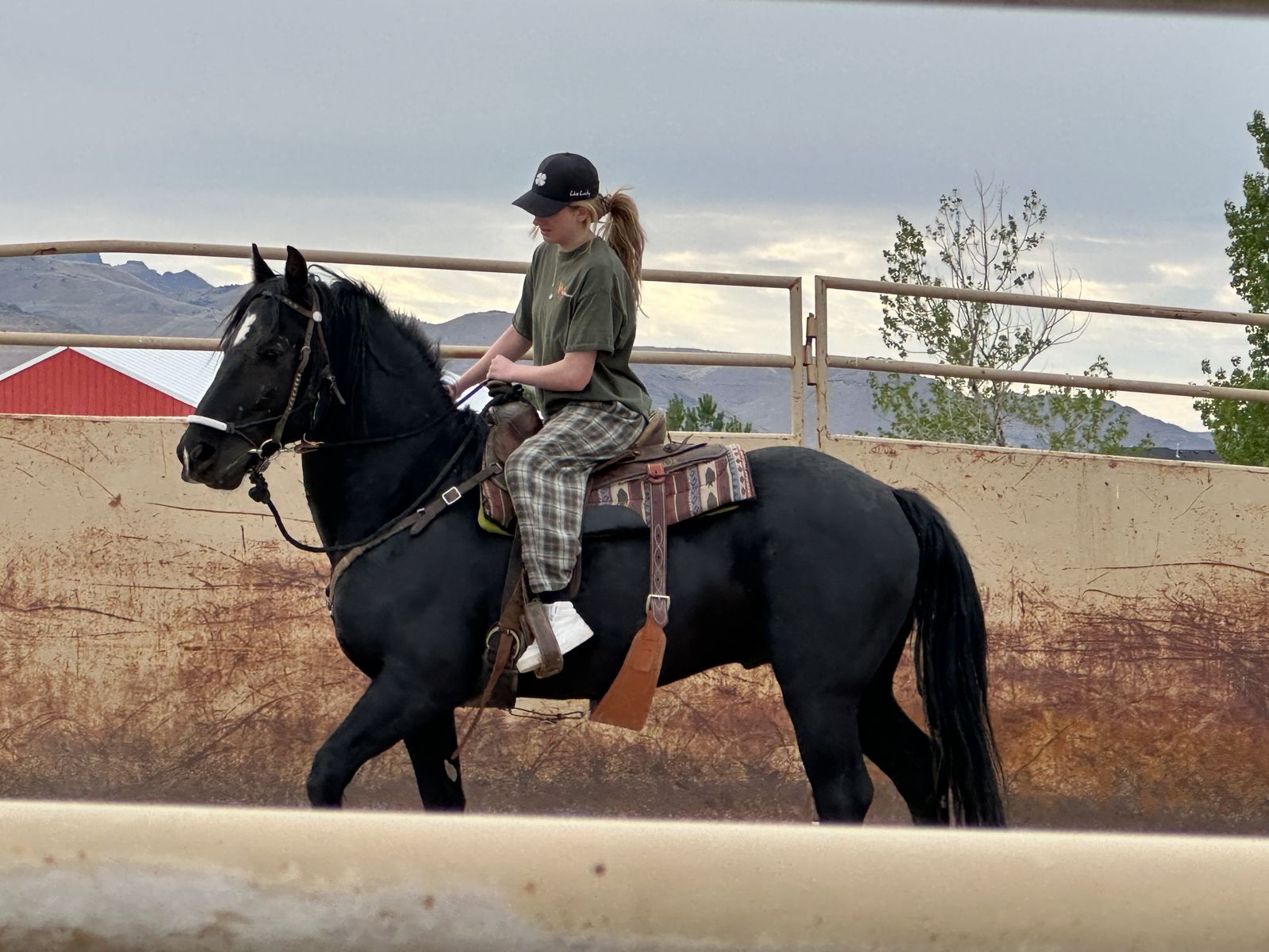 7 year old Morgan Percheron Gelding