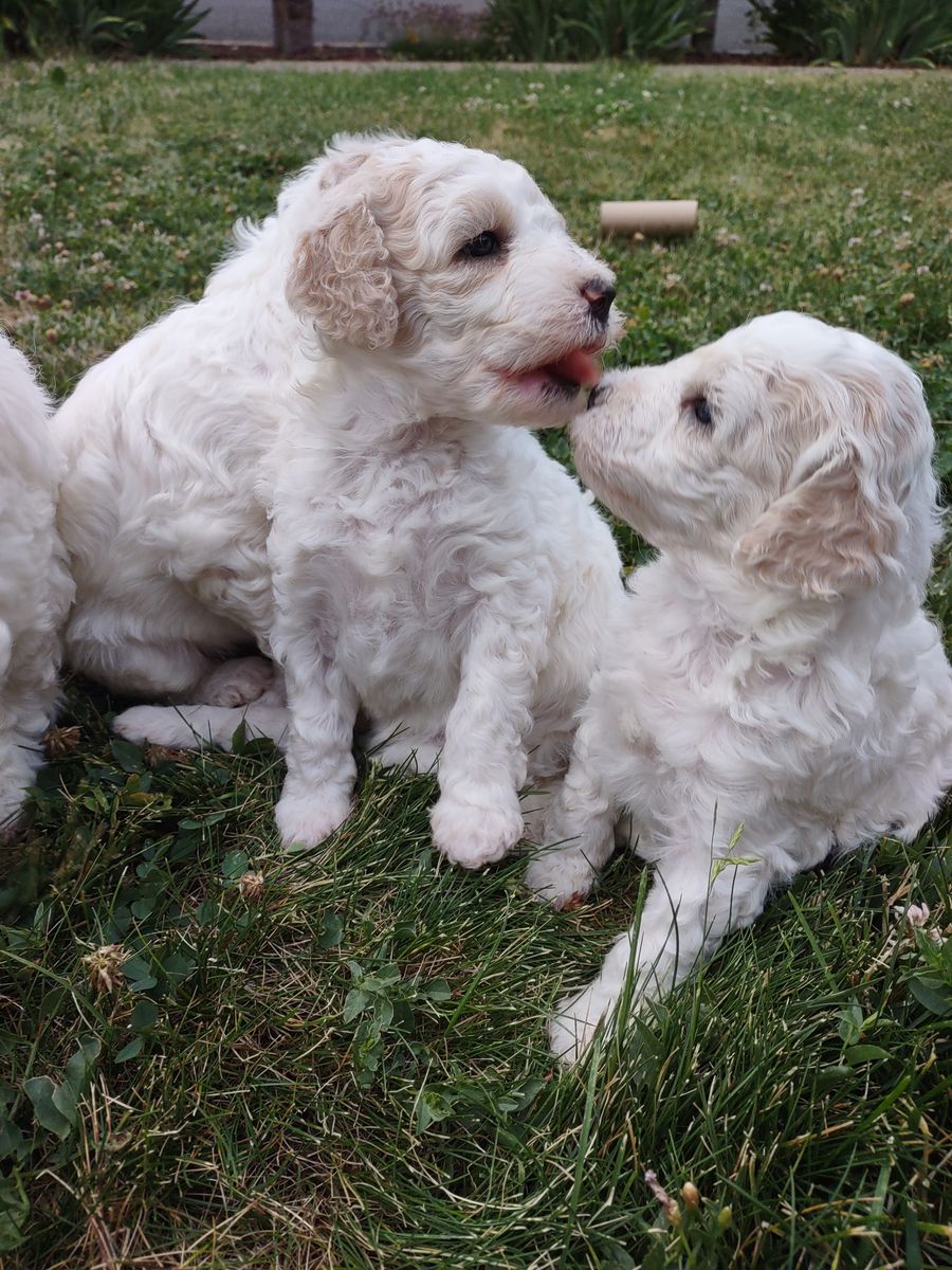 Moyen poodle puppies