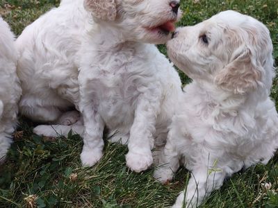 Moyen poodle puppies