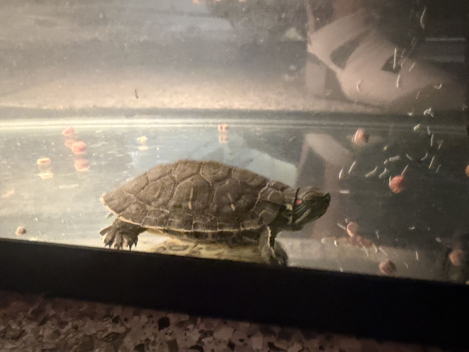 Turtle red eared slider Free