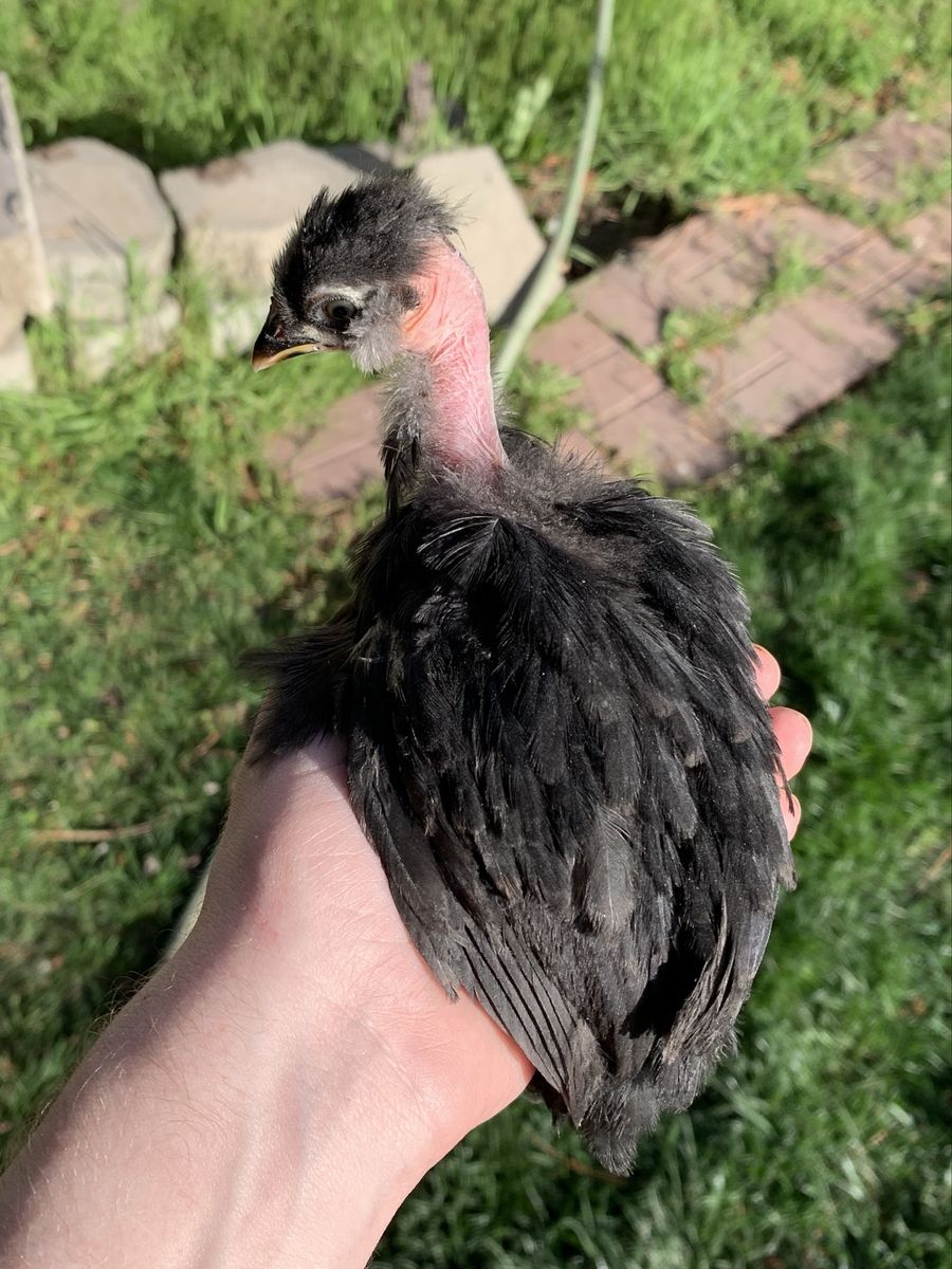 Bantam Showgirl Satin Silkie Chick
