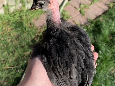 Bantam Showgirl Satin Silkie Chick