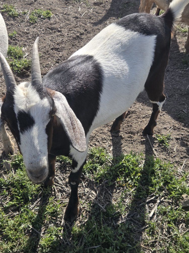 Nubian doe