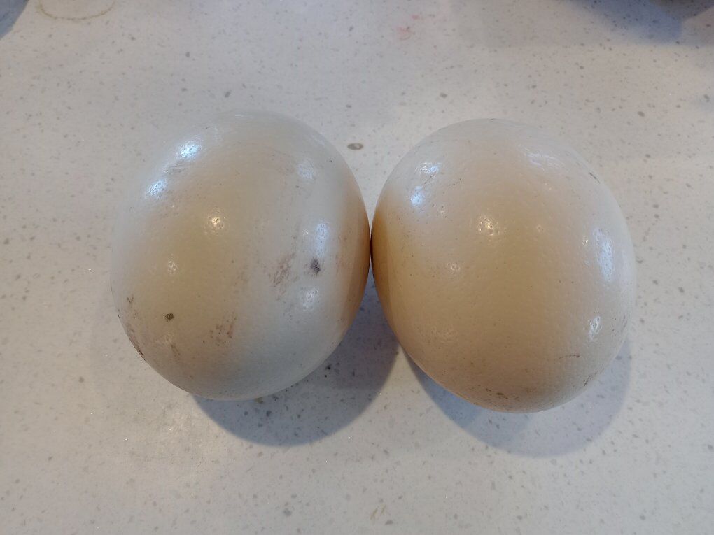farm fresh ostrich eggs