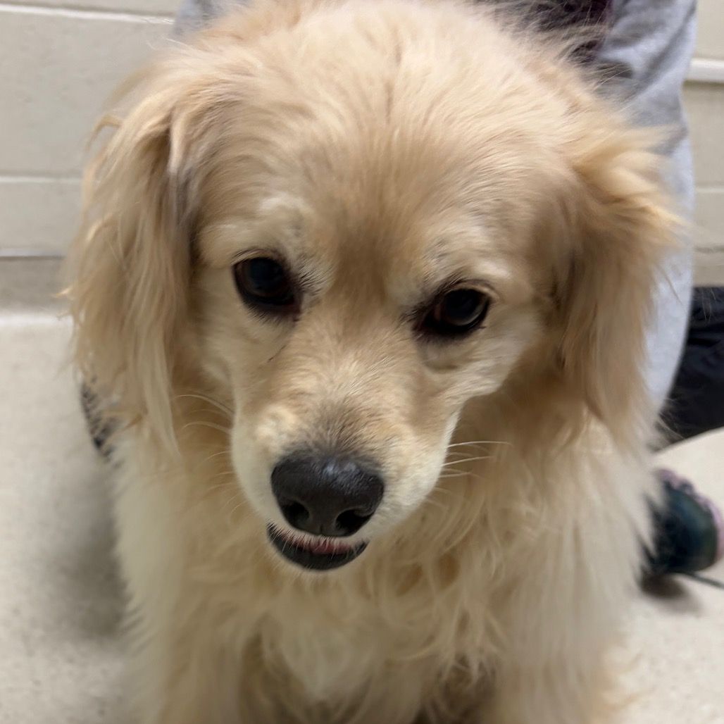 Hello my name is Biscuit