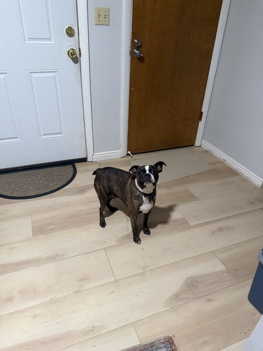 3/4 Boston Terrier 1/4 pug mix for sale