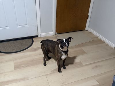 3/4 Boston Terrier 1/4 pug mix for sale