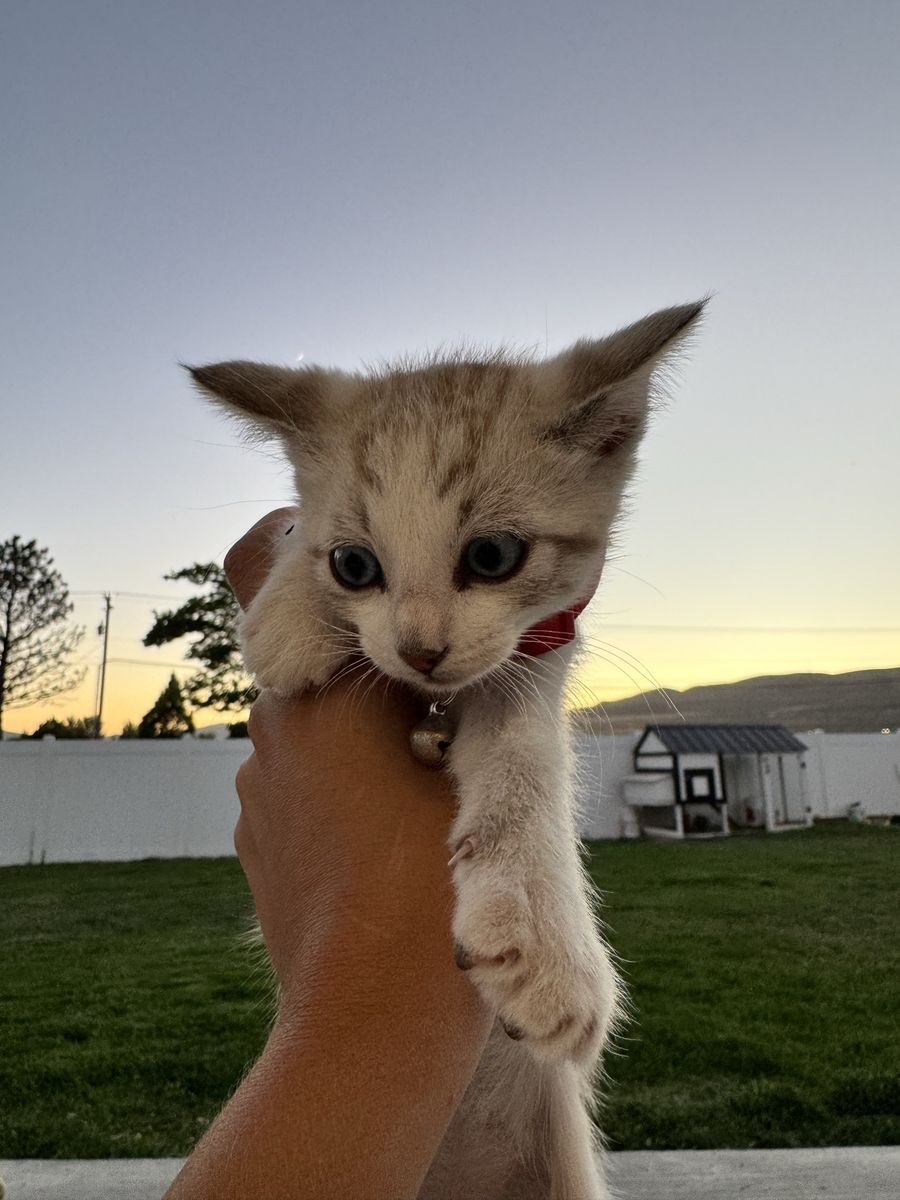 Kitten