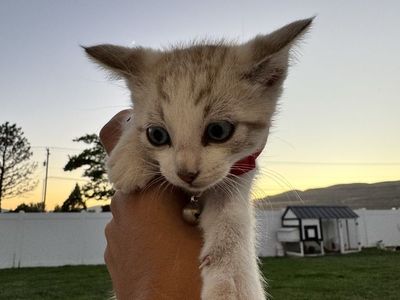 Kitten