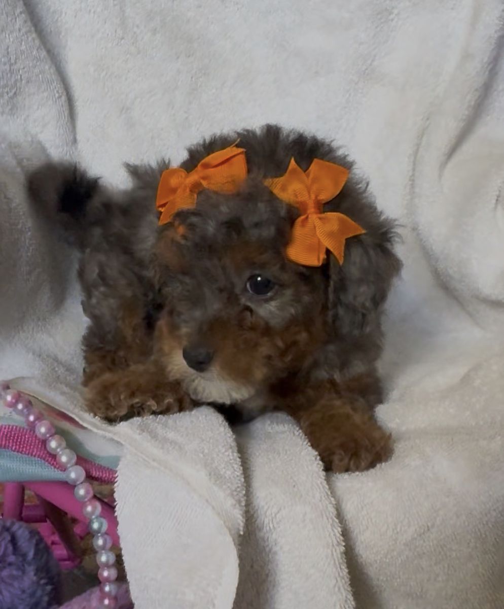 Maltipoo Puppies