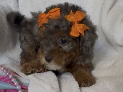 Maltipoo Puppies