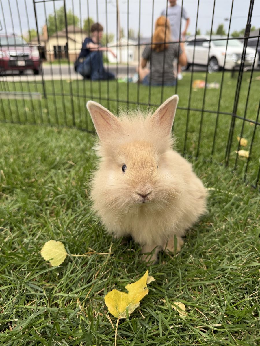 8 week old mixed lionshead rabbits