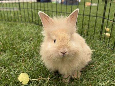 8 week old mixed lionshead rabbits