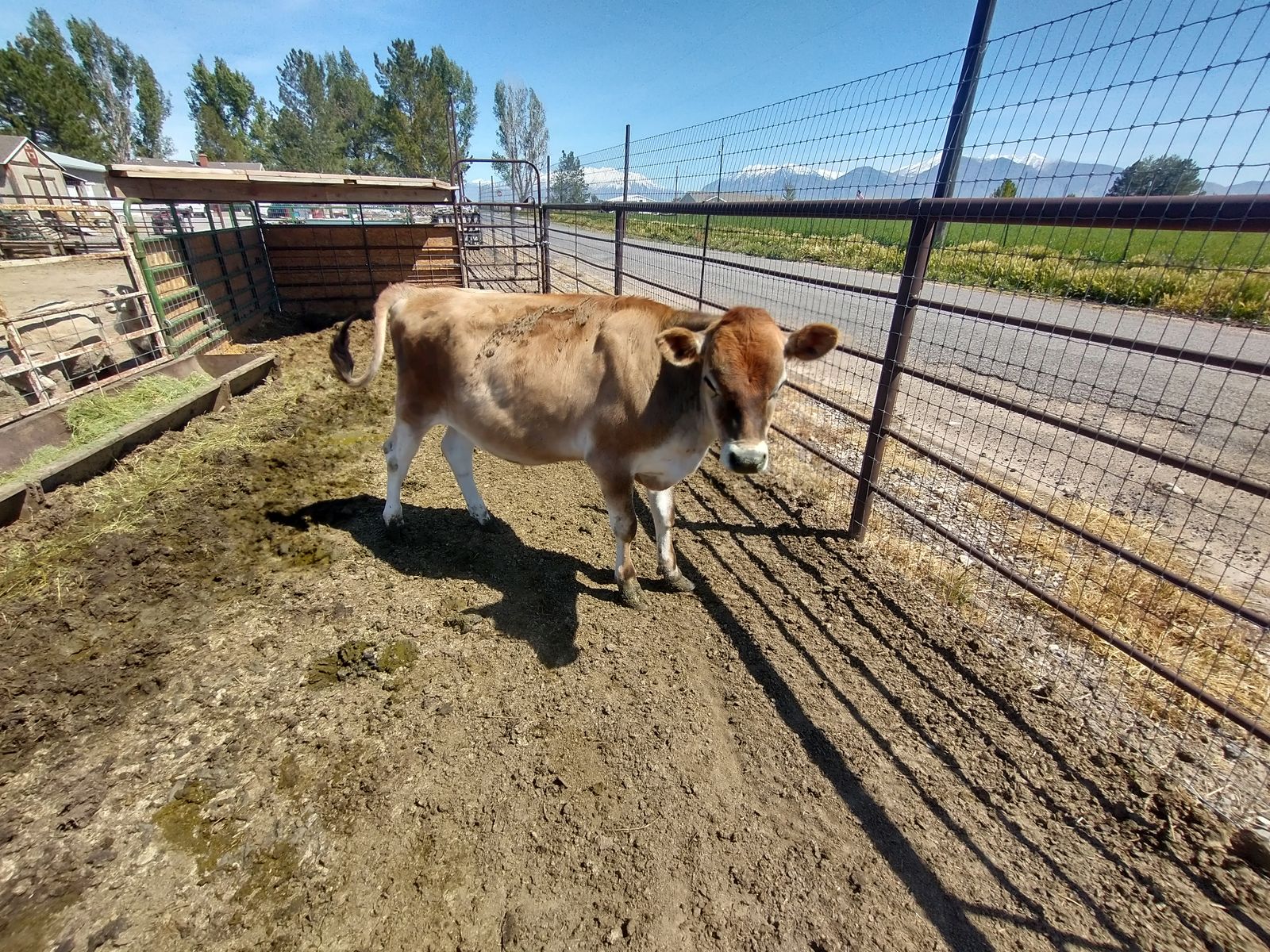 Jersey Bull Calf
