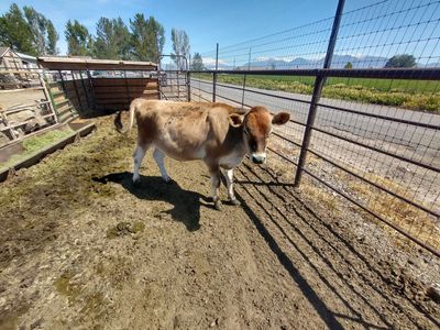 Jersey Bull Calf